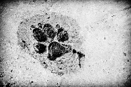 footprint-962170__180