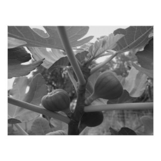 poster_de_la_higuera_de_b_w-r77d0c997d1f54bbea62cc43bdc8f6e5e_zqj_8byvr_324