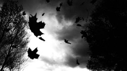 falling_leaves_by_rangereclipse-d4d973b