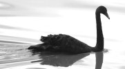 black-swan-900