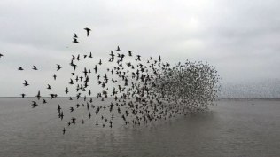 shorebirds-flight2