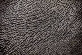 62449712-piel-del-elefante-textura-de-fondo-abstracto