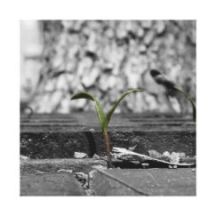 blanco_y_negro_planta_en_grieta_de_la_acera_impresion_en_lienzo-r056aea9f68b8416ab17972dc0d8c3bb0_xiyw_8byvr_324