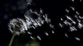 378556039-vilano-diente-de-leon-asteraceae-soplar