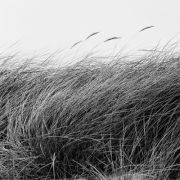 bce3f195f4d738f91af574f3eb7c2f3d--black-photography-black-and-white