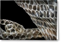 shedded-snake-skin-robert-storost