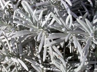 espliego-o-lavanda_3_1344610