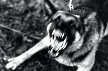 dog-barking-in-apartment-barking-dog-apartment-dog-barking-apartment-reddit