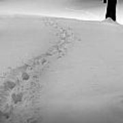 1-footprint-trail-through-the-snow-in-the-woods-randall-nyhof