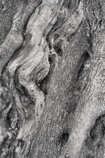 Old-Olive-Tree-683x1024.jpg