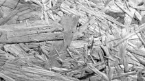gray-wood-shavings-background